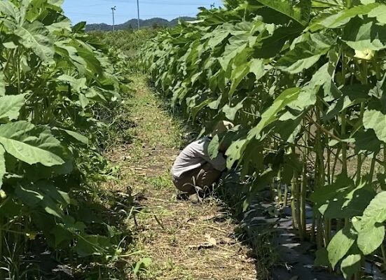 ご紹介・お願い・推し活♡