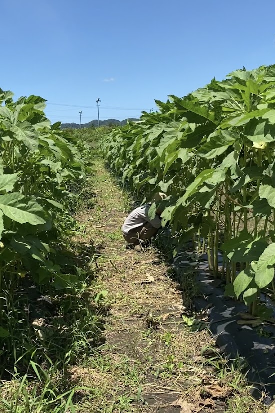 ご紹介・お願い・推し活♡