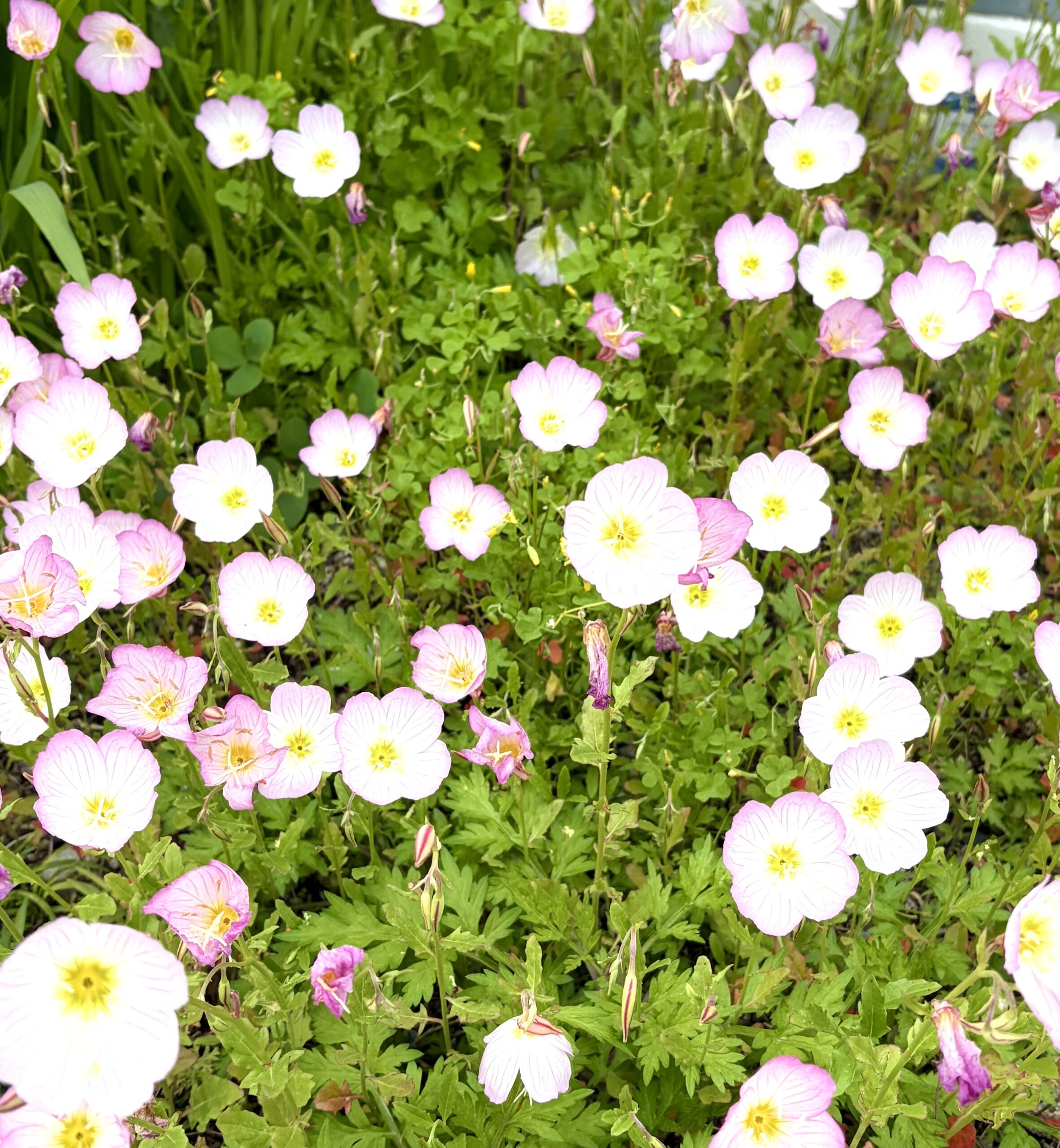 生き甲斐