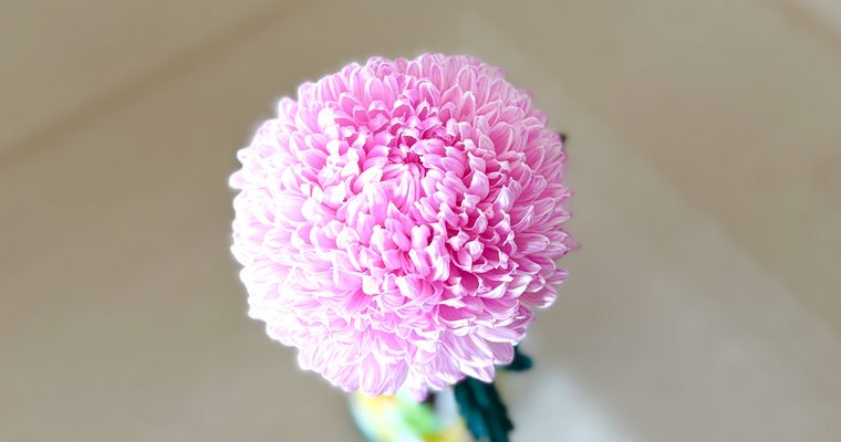 「花の首飾り」が最初だった
